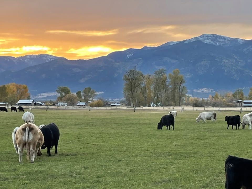 Black Angus and white Charolais cattle grazing together at sunset