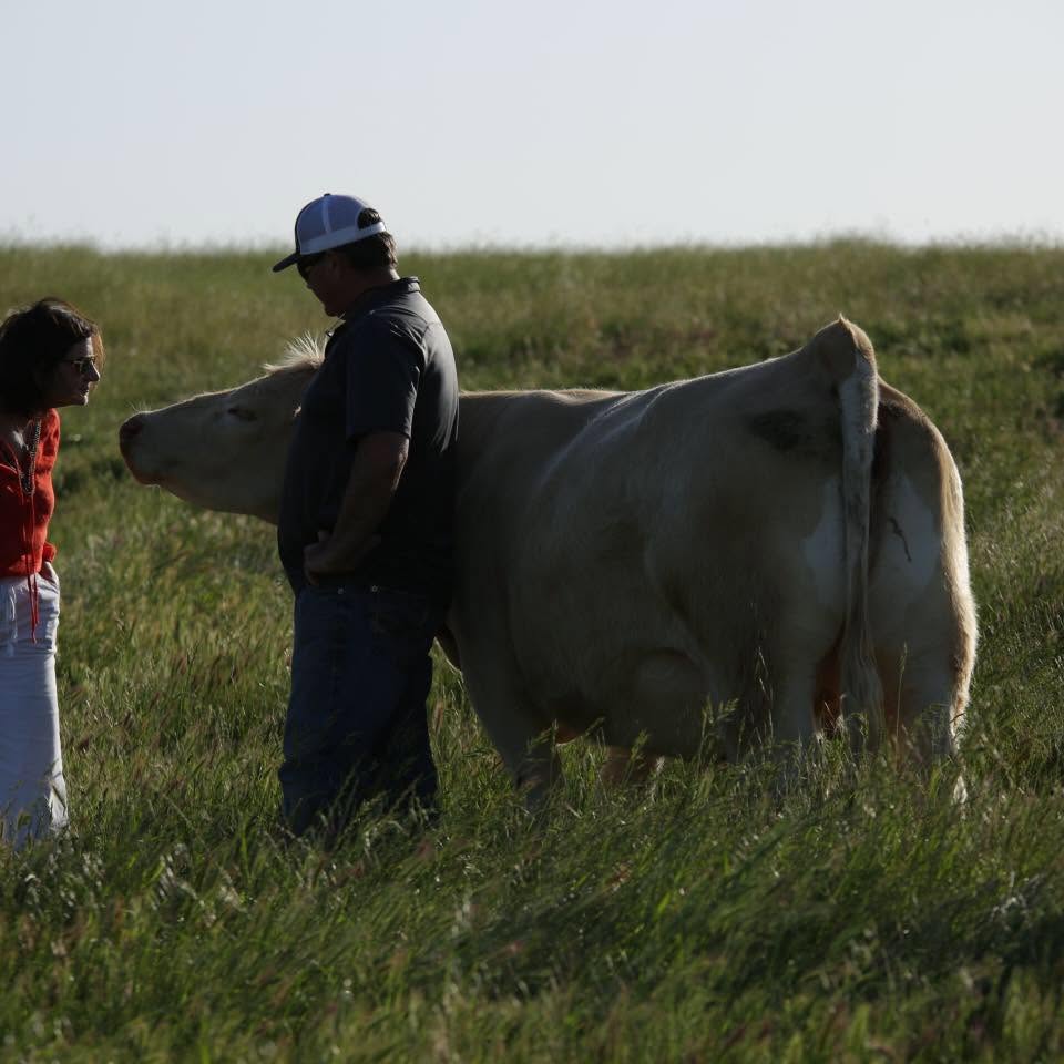 John and Jennifer Quinn working the herd with a Charolais cow