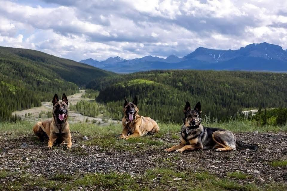 Three trained dogs resting on a mountainside in Alberta