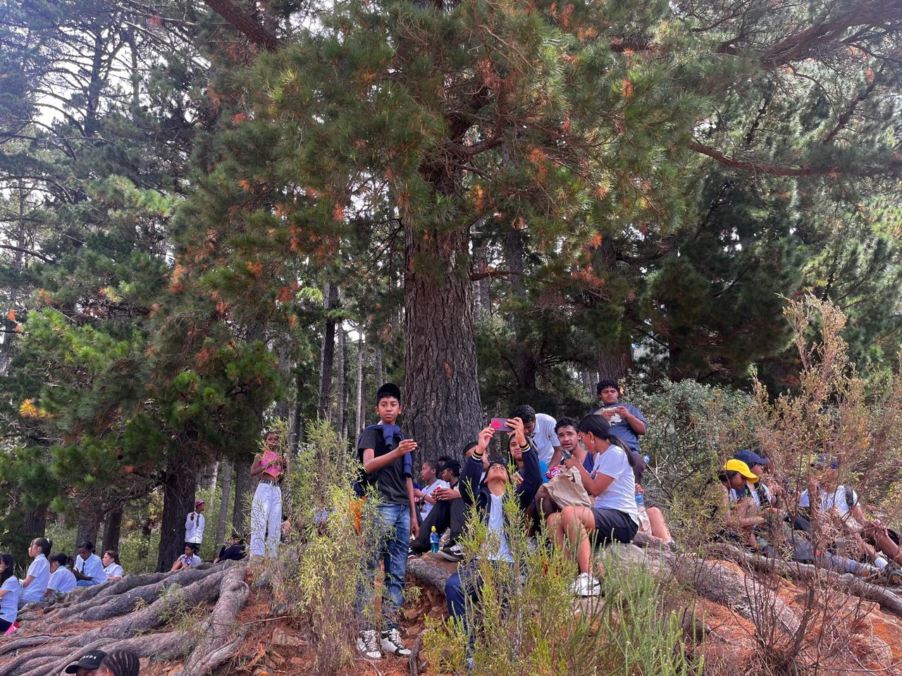Rest stop under the pines