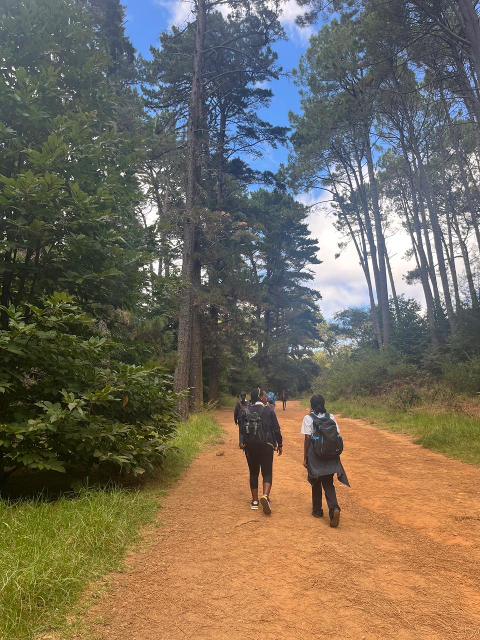 Into the forest