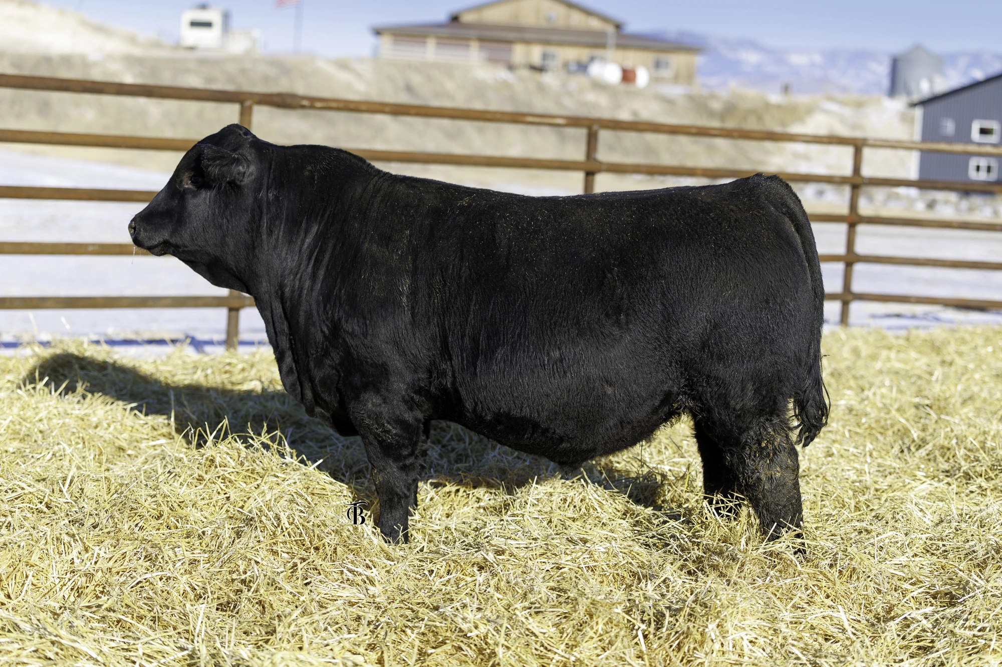 Black bull at the pens