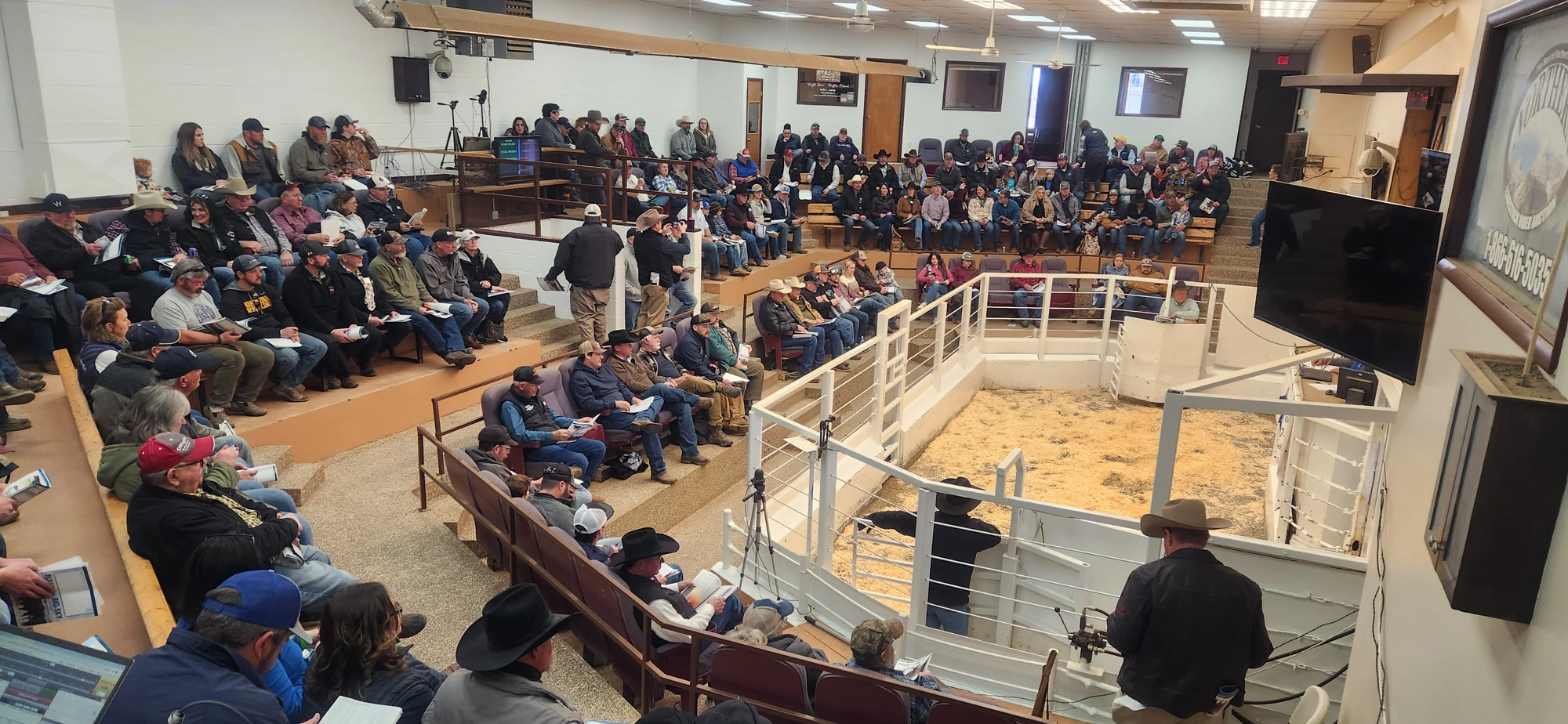 Buyers filling the seats around the auction ring
