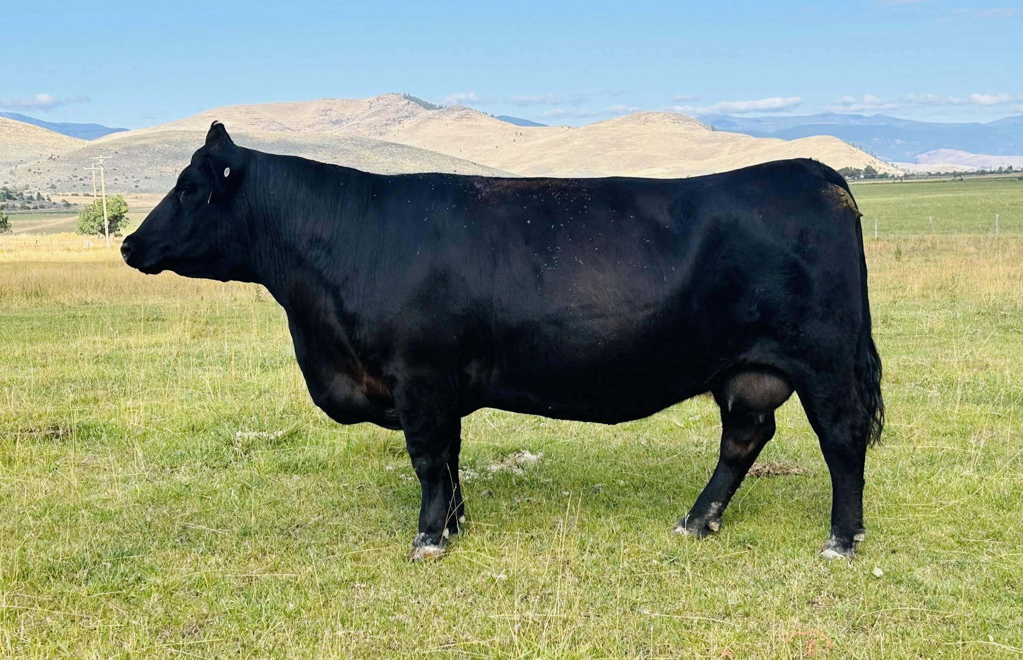 LBRS Ms Finesse F76