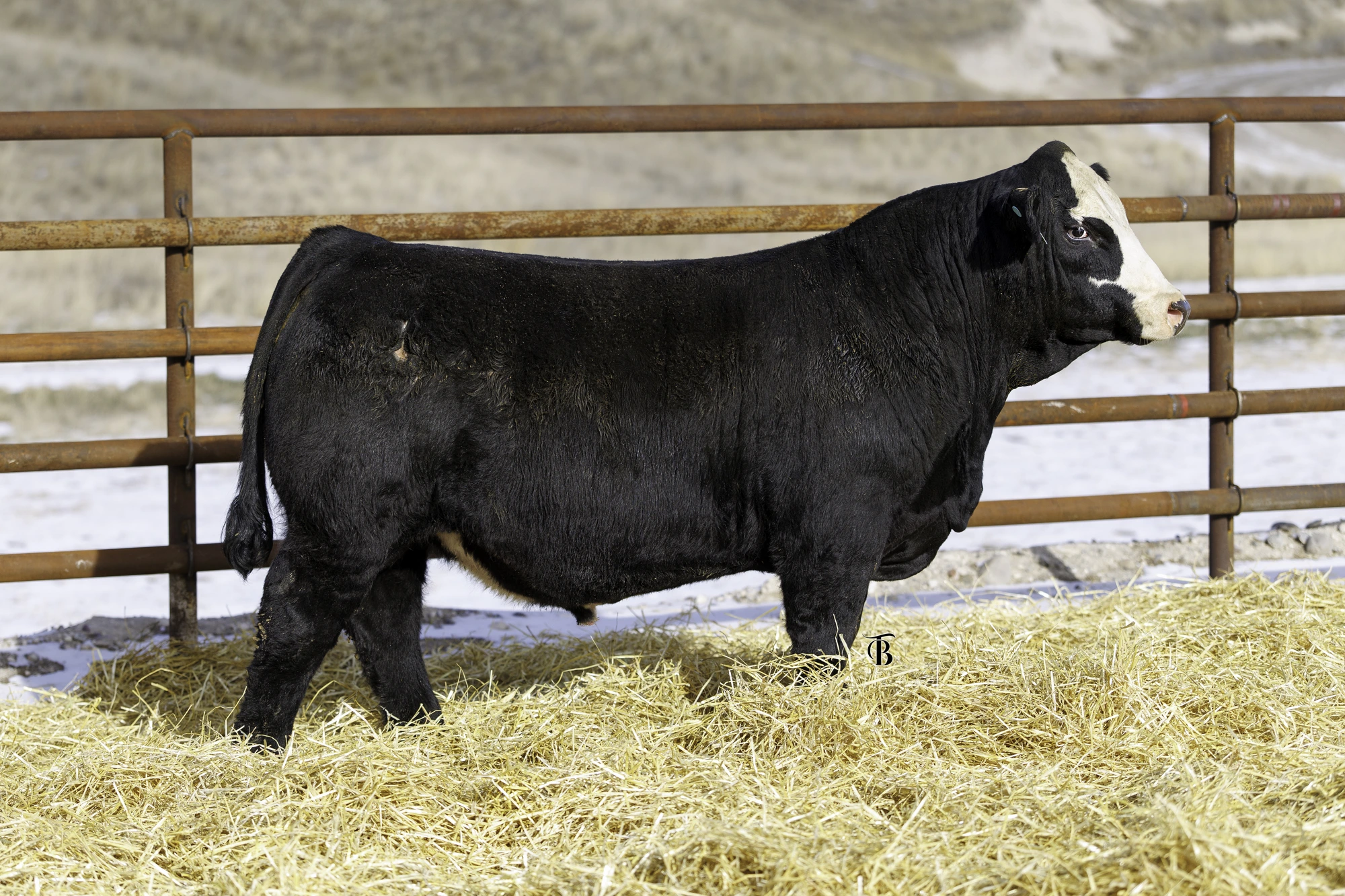 Red Angus bull on straw