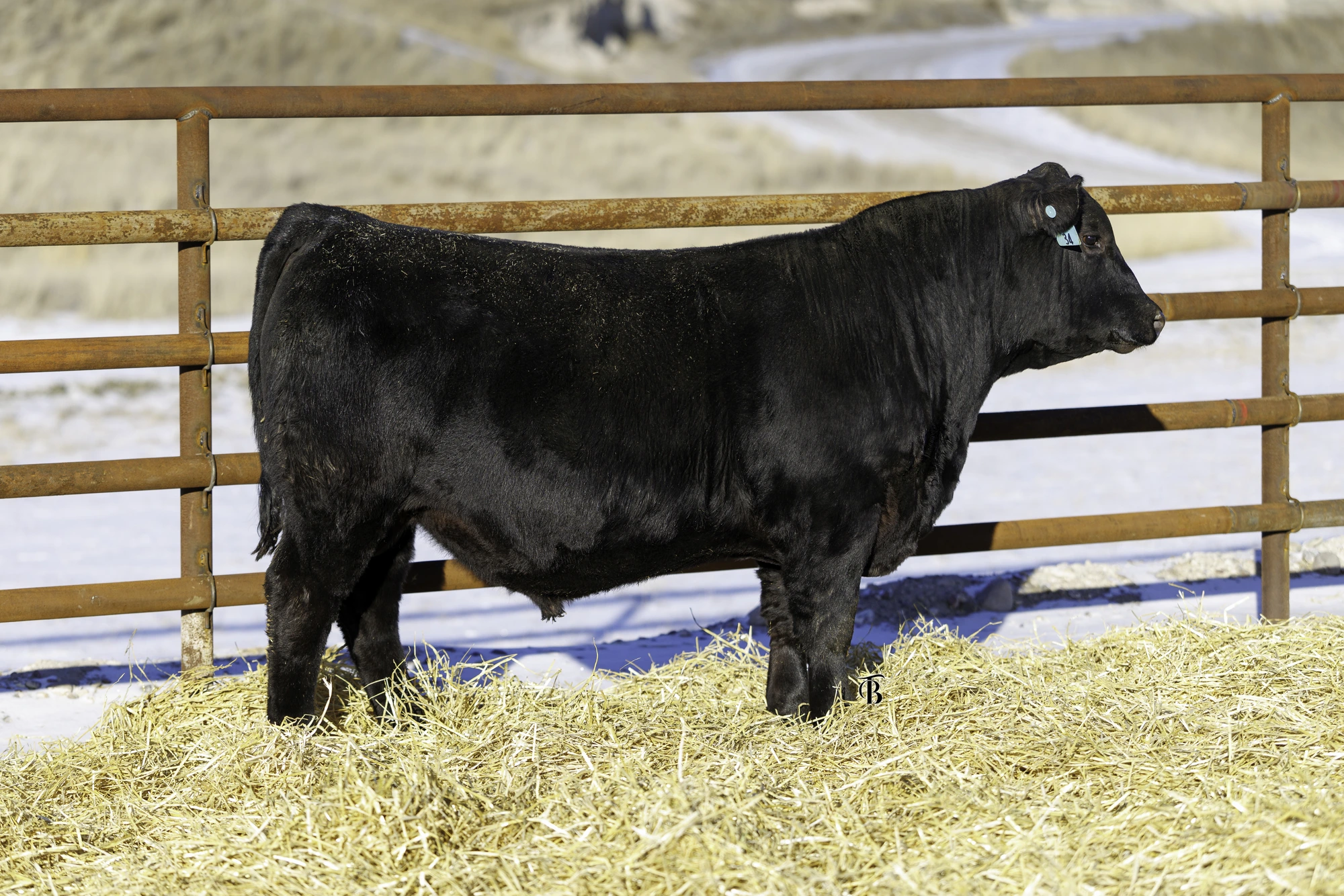 Black bull on straw