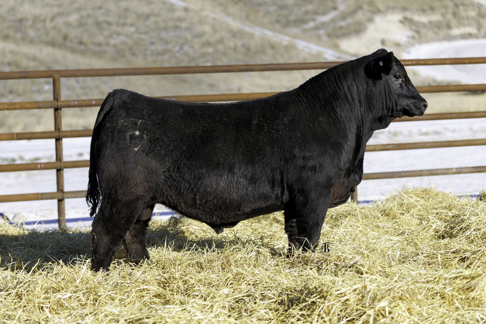 Black bull on straw
