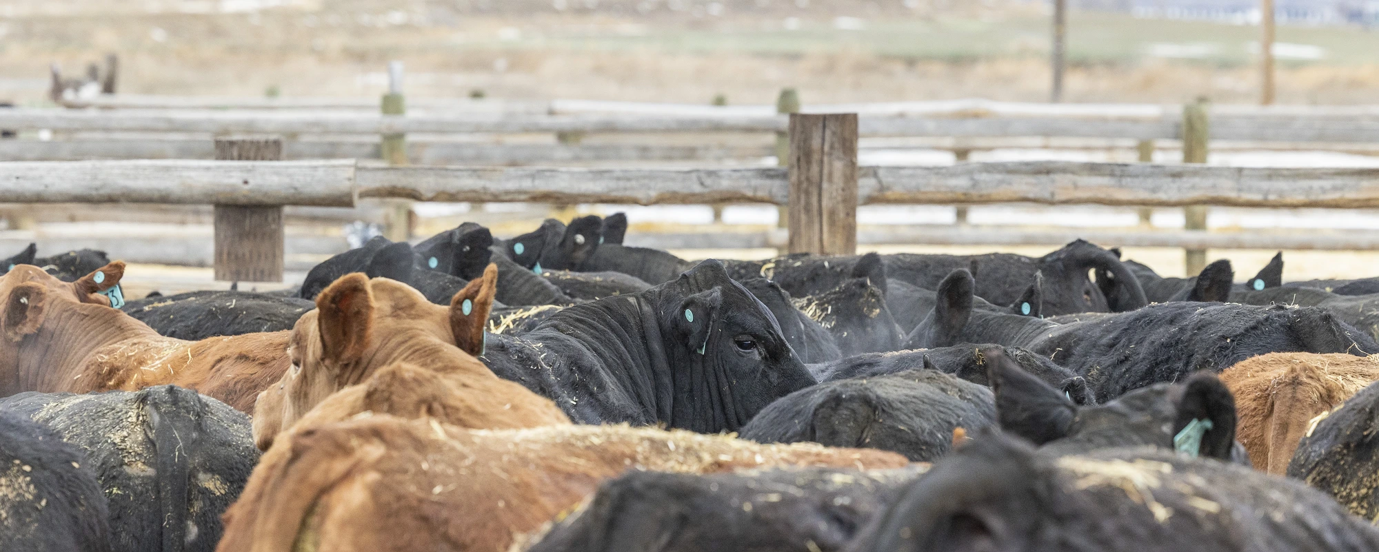 18th Annual Spring Bull Sale