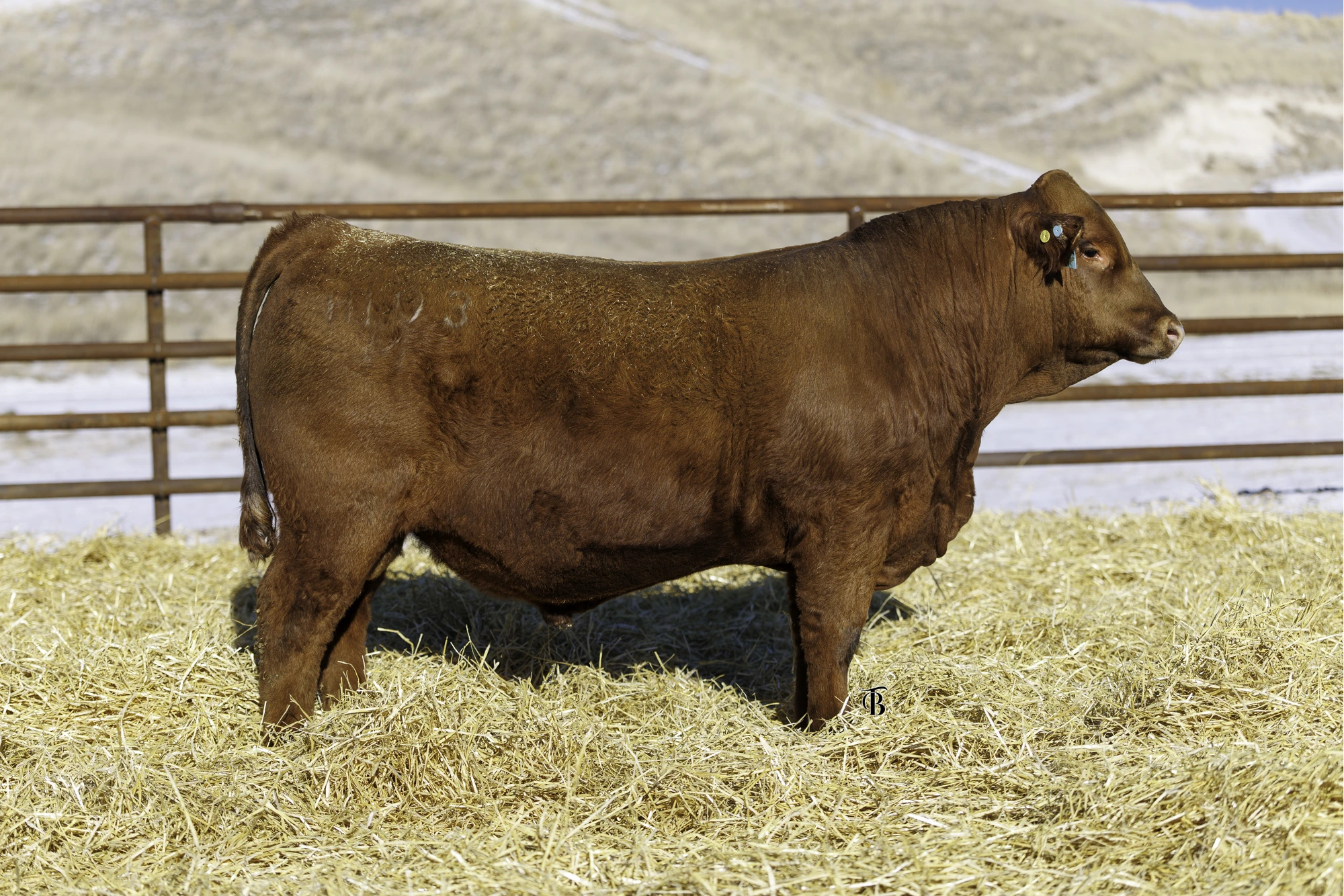 Black baldy bull on straw