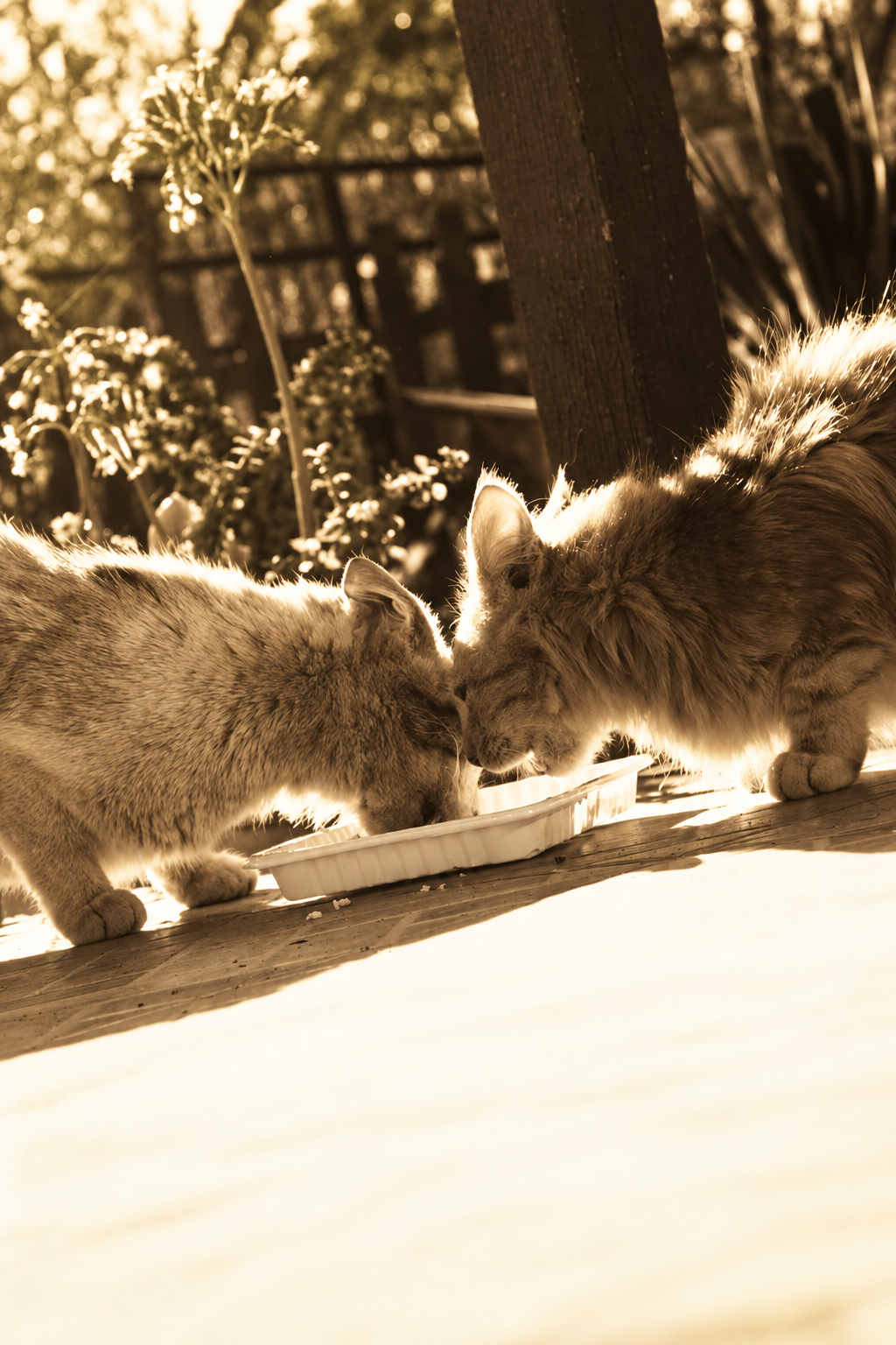 Animals