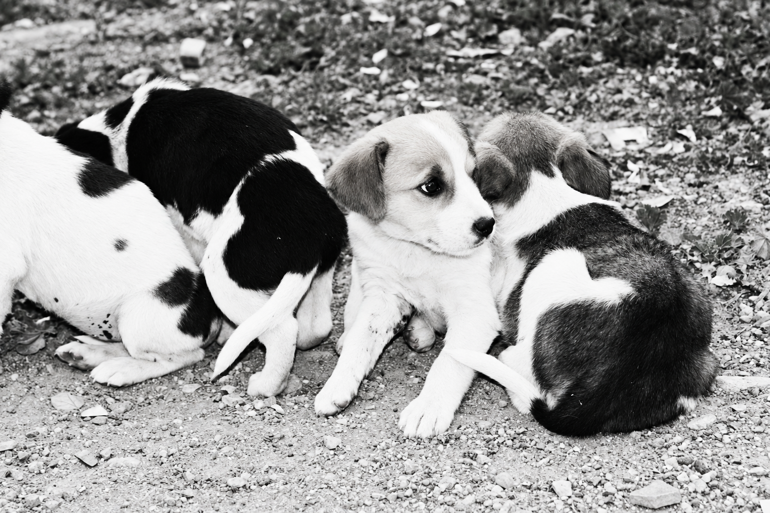 Animals
