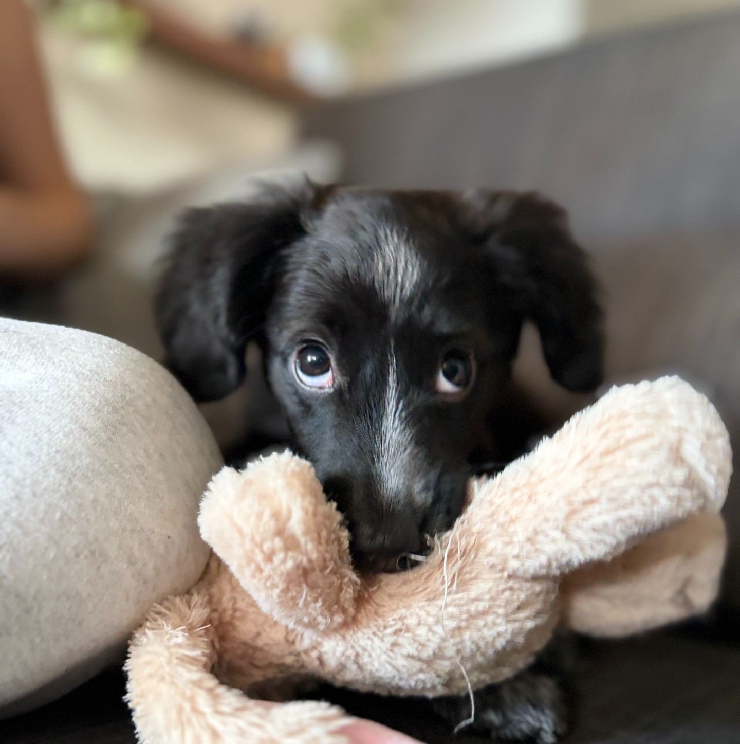 Dog cared for by Cheeky Pups — reviewed by Yelina B.