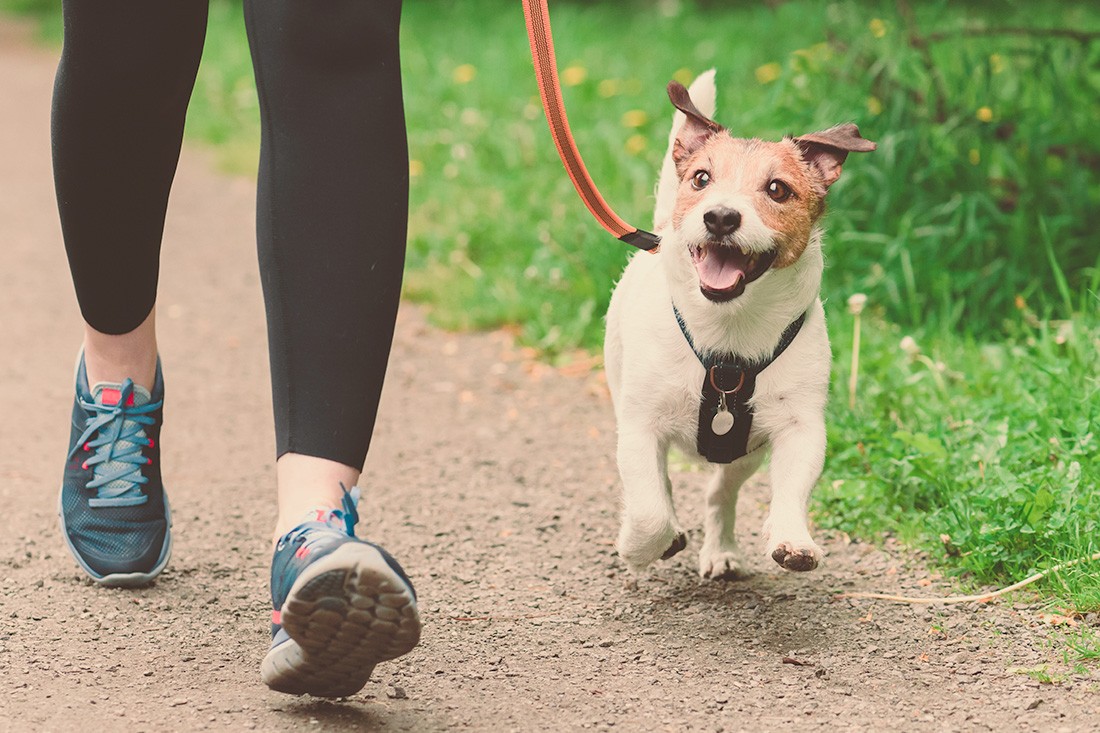 Dog Walking