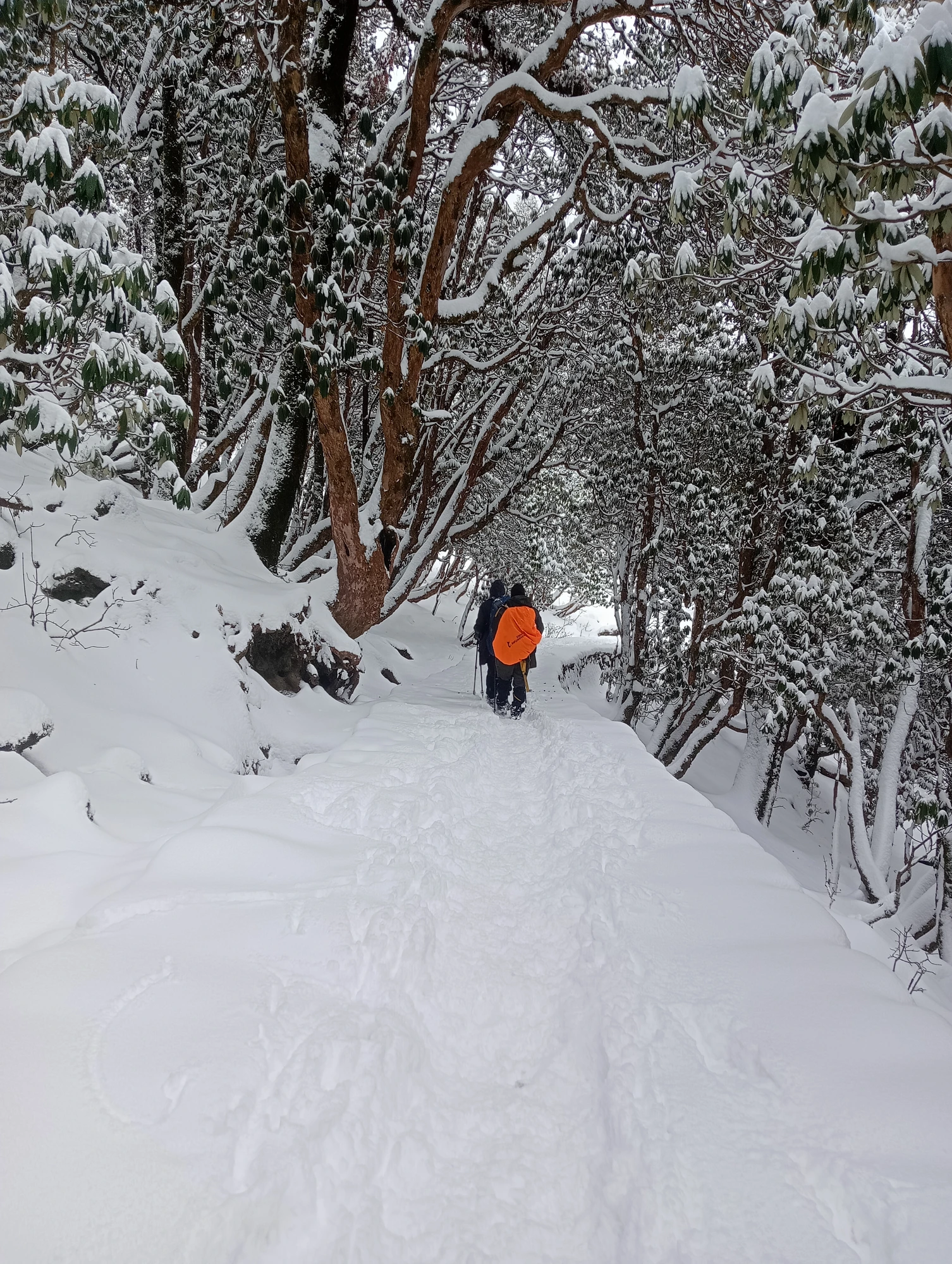 Snow Trail