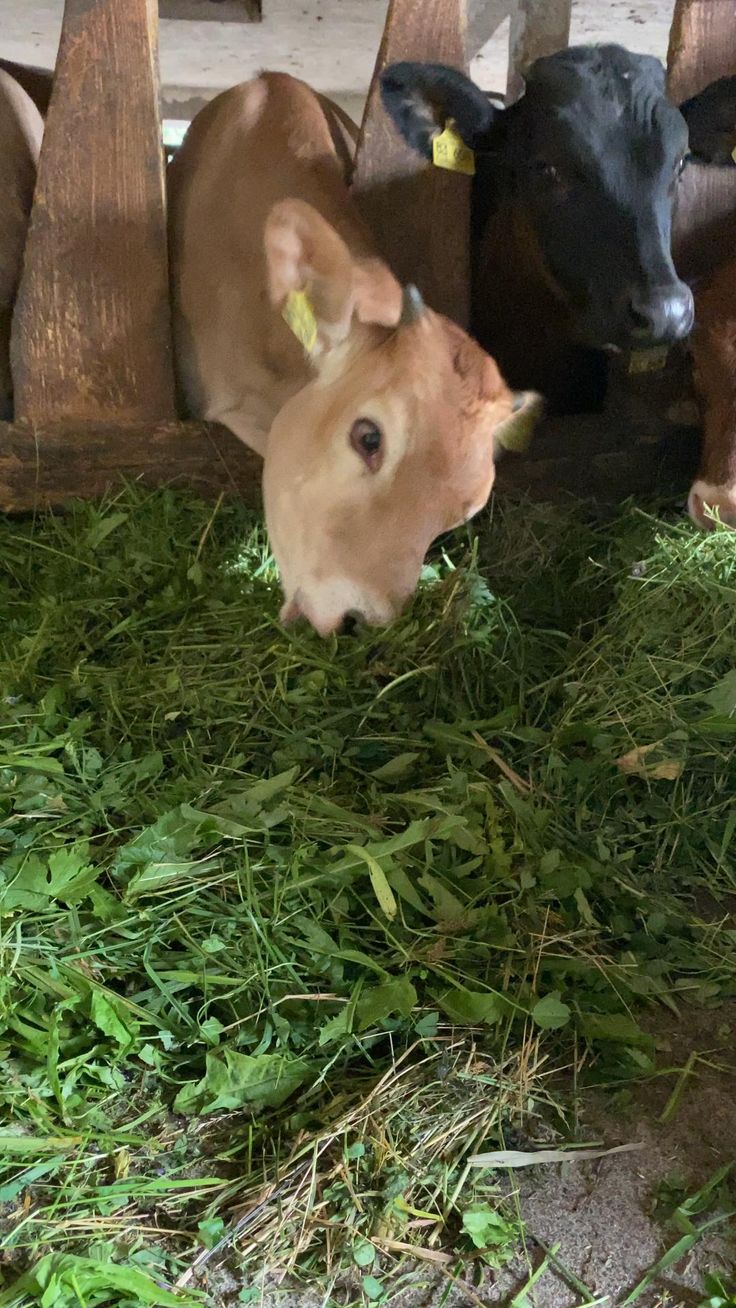 Fresh frothy milk from dawn milking