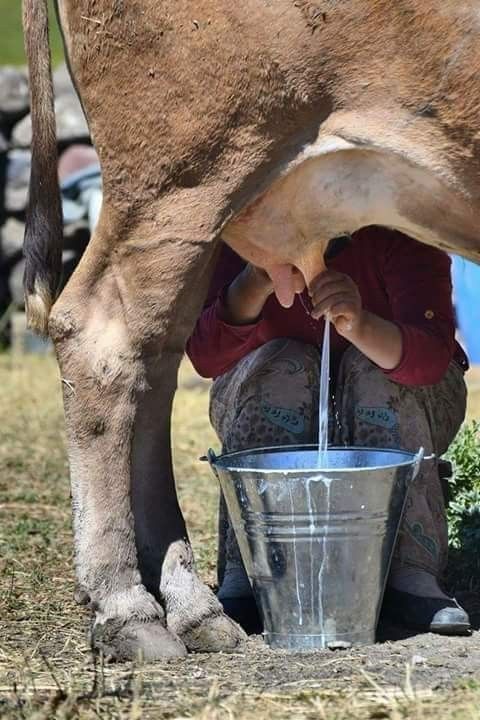Cows being fed jaggery