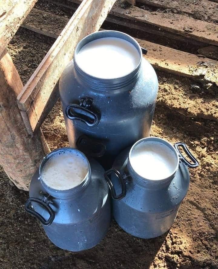 Fresh A2 milk cans