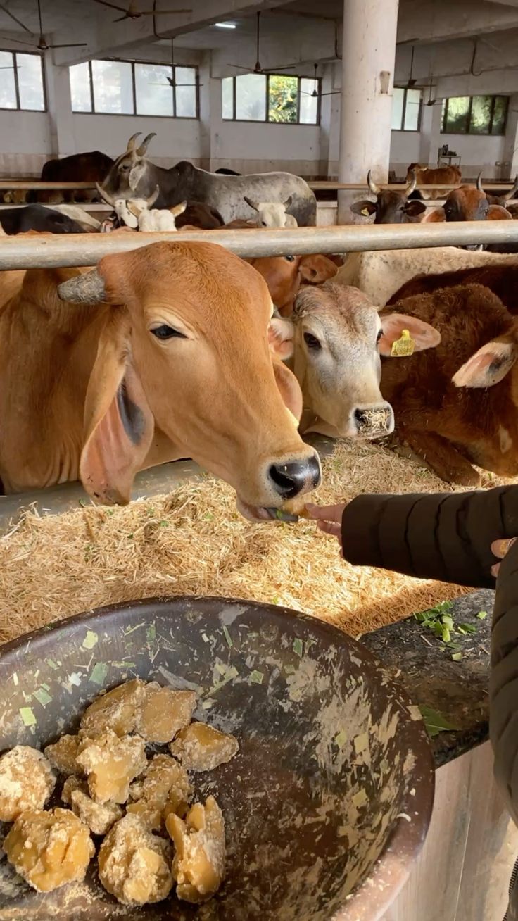Traditional hand milking